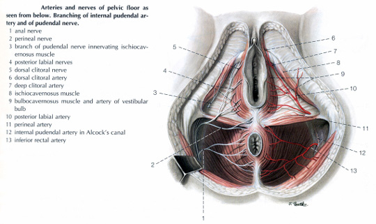 Pudend nerve mylgia