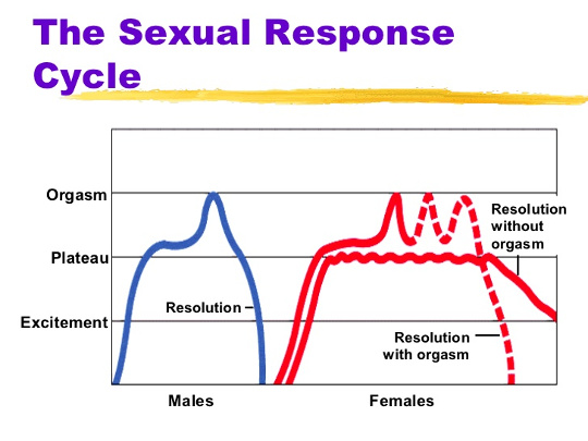 Sexual response cycle
